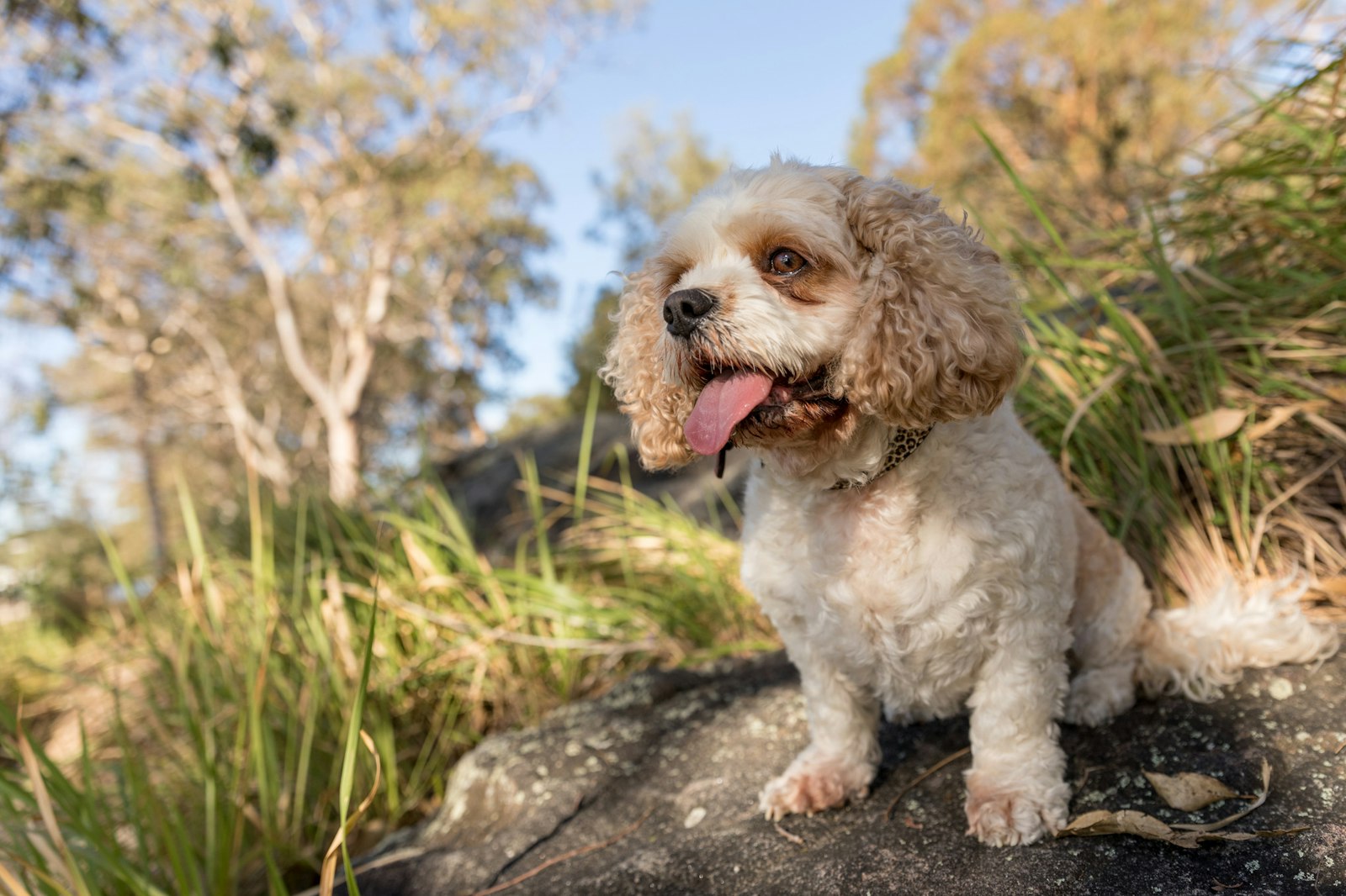 2018-0117-Tilly (8 of 38) - All Rights Reserved © 2017 Jo Lyons Photography